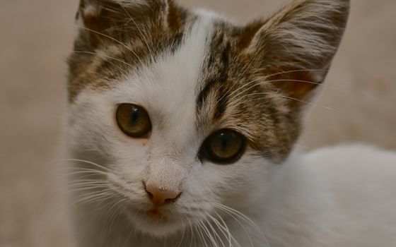 small black and white cat playing