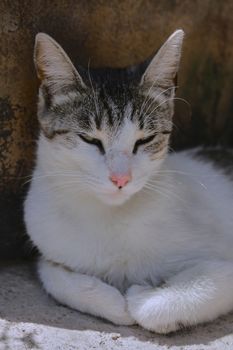 small black and white cat playing