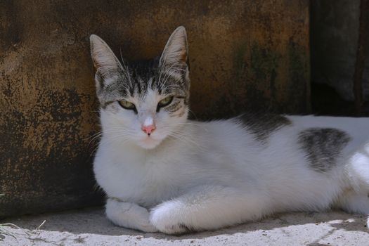 small black and white cat playing