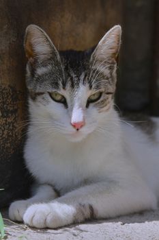 small black and white cat playing