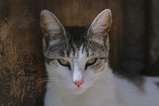 small black and white cat playing