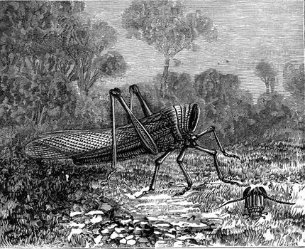 Grasshopper beheaded, living in a fortnight, vintage engraved illustration. Earth before man – 1886.
