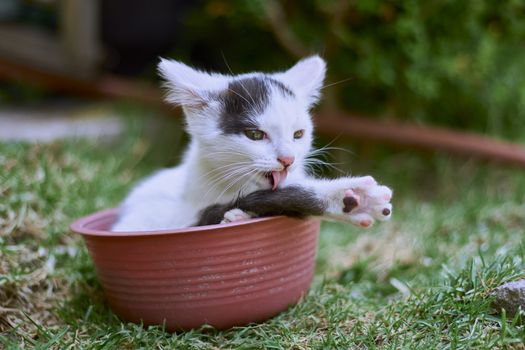 small black and white cat playing