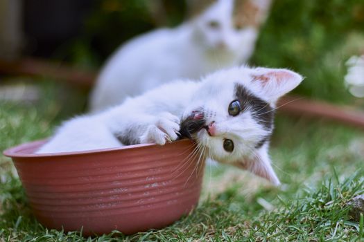 small black and white cat playing