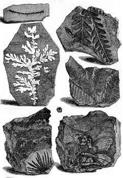 Slates bearing fossils, vintage engraved illustration. Earth before man – 1886.
