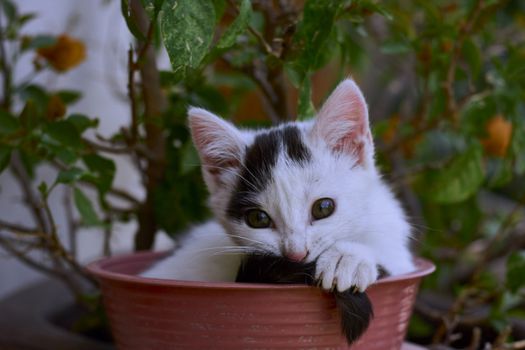 small black and white cat playing