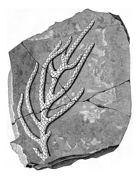 Issues organizations ancient seas, Brachyphyllum gracile, vintage engraved illustration. Earth before man – 1886.
