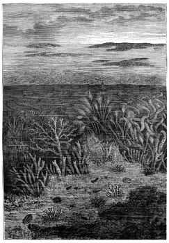 The first days of age Silurian, The only waters are inhabited.The world before the creation of man, vintage engraved illustration. Earth before man – 1886.