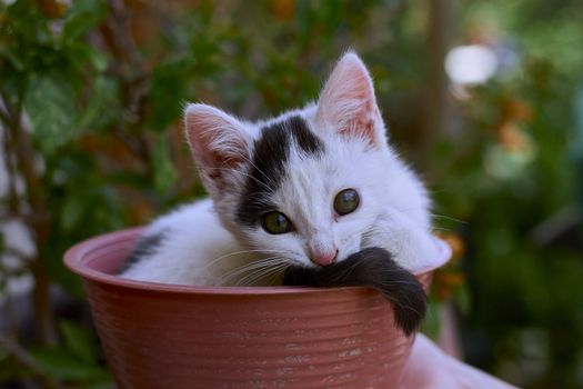 small black and white cat playing