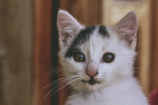 small black and white cat playing