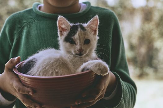 small black and white cat playing