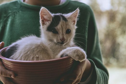 small black and white cat playing