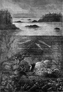 The main inhabitants of the land during the Devonian period. The world before the creation of man, vintage engraved illustration. Earth before man – 1886.
