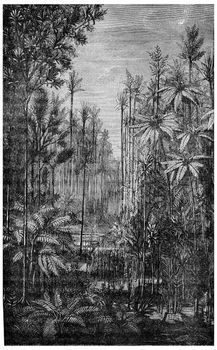 Forest Of The Carboniferous Era, vintage engraved illustration. Earth before man – 1886.