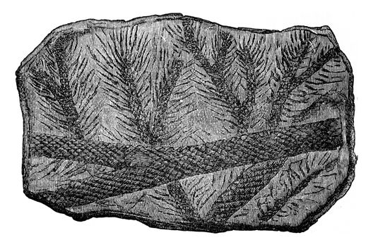 Fossil Lepidodendron branches, vintage engraved illustration. Earth before man – 1886.
