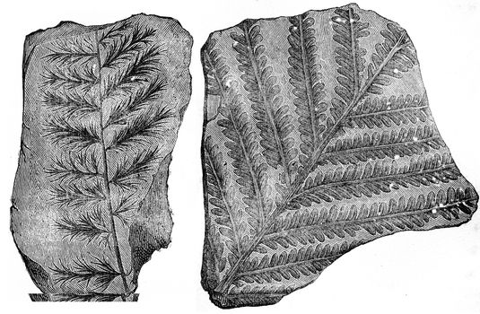 Palm fossil ferns. (Sphenopteris acutiloba, Callipteris conferta), vintage engraved illustration. Earth before man – 1886.