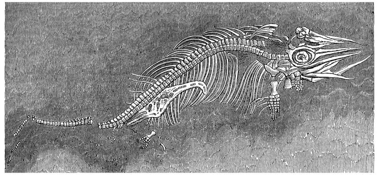 Small ichthyosaur fossil preserved in the womb of his mother, vintage engraved illustration. Earth before man – 1886.
