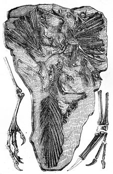 Fossils of Archaeopteryx found in Jurassic Solnhofen (Bavaria), vintage engraved illustration. Earth before man – 1886.