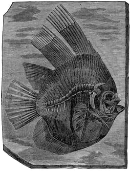 Batfish altissimus, The fish of the Eocene period, vintage engraved illustration. Earth before man – 1886.