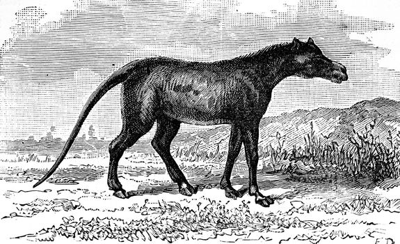 Anoplotherium, mammal pachyderm of the Eocene period, vintage engraved illustration. Earth before man – 1886.
