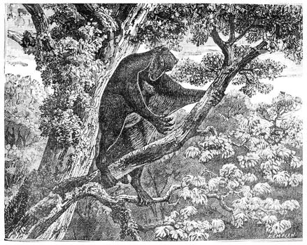 The Galeopithecus, lemurien of the Eocene period, vintage engraved illustration. Earth before man – 1886.