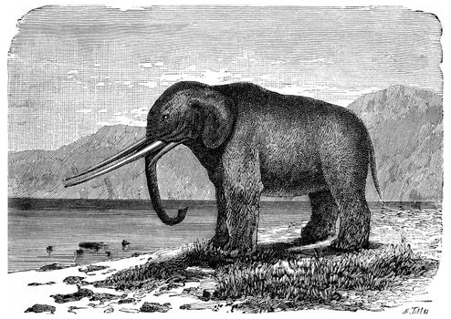 Mastodon. Precursor of the elephant. Miocene period, vintage engraved illustration. Earth before man – 1886.