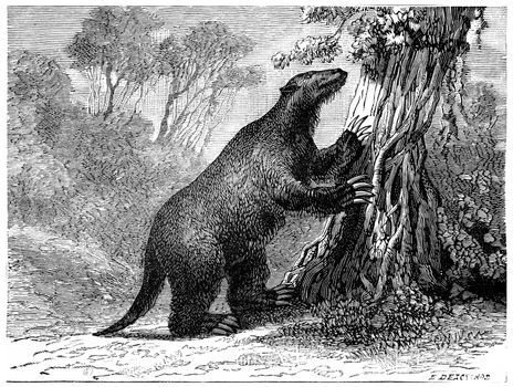 The mylodon (Pliocene period of South America), vintage engraved illustration. Earth before man – 1886.