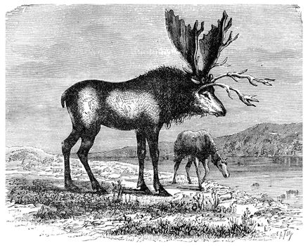 The Sivatherium, kite colossus Pliocene time, vintage engraved illustration. Earth before man – 1886.