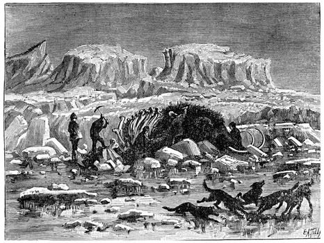 Mammoth found in the ice of Siberia, with its meat and skin, vintage engraved illustration. Earth before man – 1886.