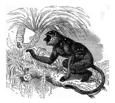 Proboscis monkey langur, vintage engraved illustration. Earth before man – 1886.
