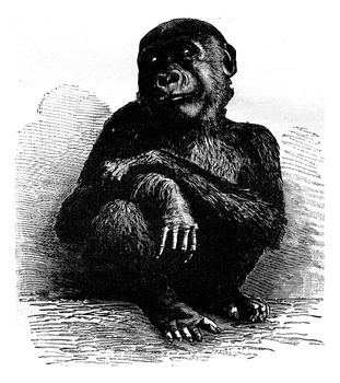 The gorilla of the Museum of Paris a month before his death, vintage engraved illustration. Earth before man – 1886.
