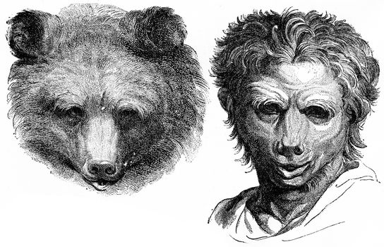 Bear, vintage engraved illustration. Earth before man – 1886.