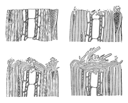 Wood paving wear, vintage engraved illustration.
