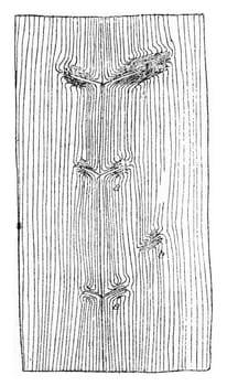 Knots from the natural pruning of lateral branches, Knot from an adventive shoot, vintage engraved illustration.
