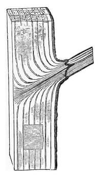 Oak trunk portion of which one branch is about to detach the normal process, vintage engraved illustration.
