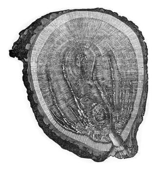 Wood oak attack the mycelium of Polyporus sulphereus, vintage engraved illustration.
