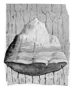 Polyporus fomentarius, vintage engraved illustration.
