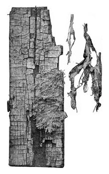 Wood attack by Merulius, vintage engraved illustration.
