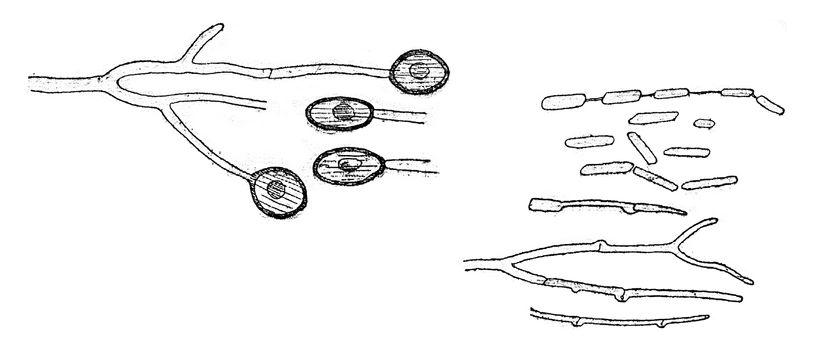 Conidia form, Chlamydospores and germination, vintage engraved illustration.
