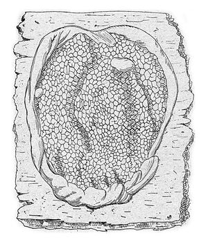 Unit of fruiting lacrymans Merulius, vintage engraved illustration.
