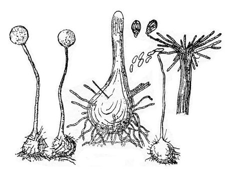 Fruiting device (perithecium) of the fungus, vintage engraved illustration.
