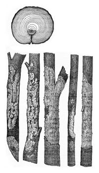 Cross section of pine trunk presented with an injury due to an animal, Traces left by voles, vintage engraved illustration.
