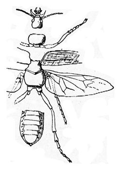 Constituent parts of the body of an insect, vintage engraved illustration.
