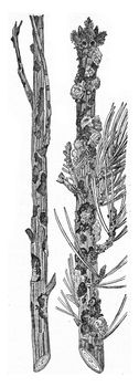 Larch and pine strongly attacks the last Abiet Hylobius present a strong flow Whitewood, vintage engraved illustration.
