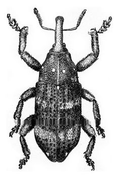 Pissodes piceae, vintage engraved illustration.
