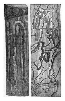 Pissodes pini larvae galleries and doll cradles a left on the trunk itself, right, has the right, on the inner side of the bark, vintage engraved illustration.
