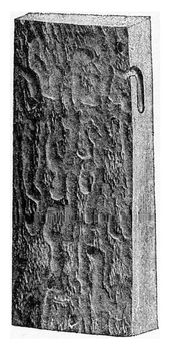 Alteration produced by Callidium variabile on oak, vintage engraved illustration.
