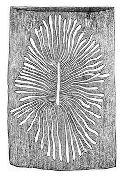 Scolytus multistriatus, egg gallery and larval galleries in the sapwood of elm, vintage engraved illustration.
