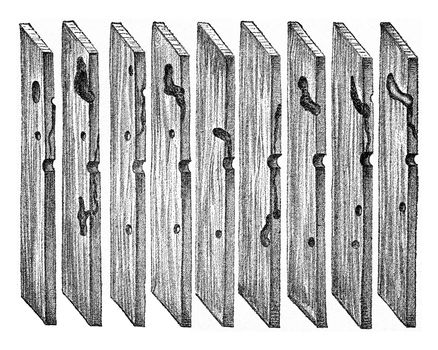 Radial sections of pine wood, showing the path of Hylesinus minor larvae galleries and the puppe chamber, vintage engraved illustration.
