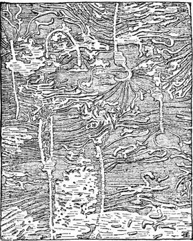 Hylesinus piniperda Traces of spruce, The bark has been removed, vintage engraved illustration.
